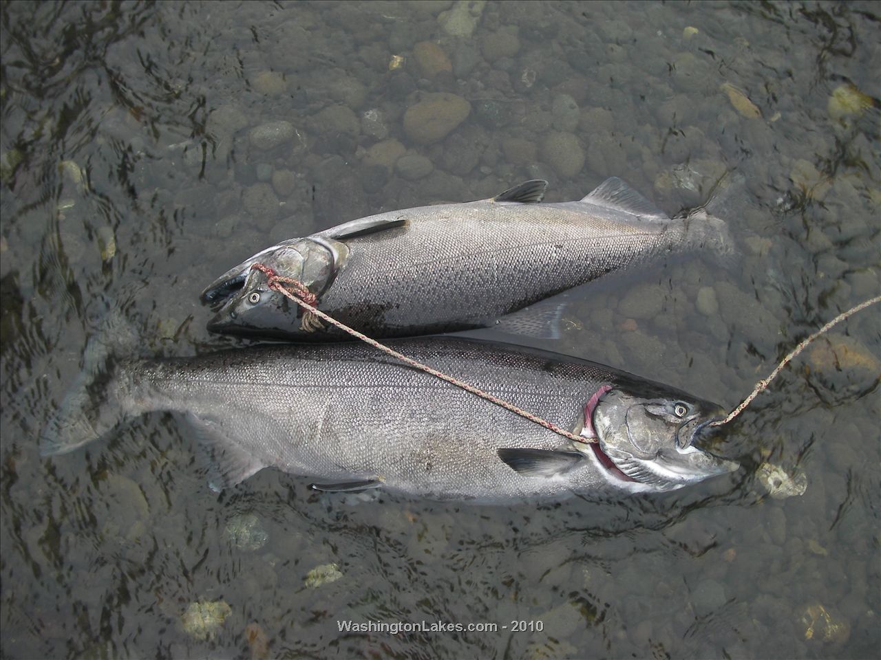 Skokomish River Report, Mason County, WA NWFR